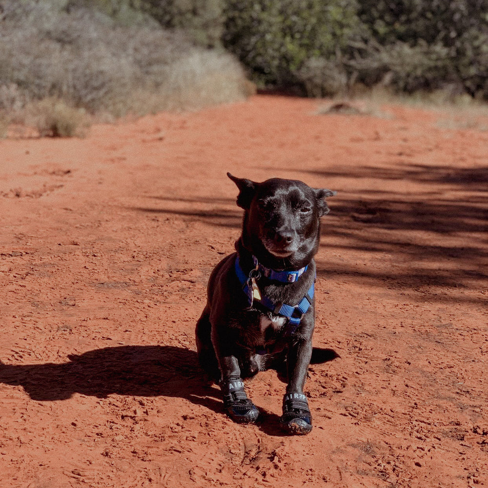 Exploring the Outdoors with Air Pup Dog Shoes