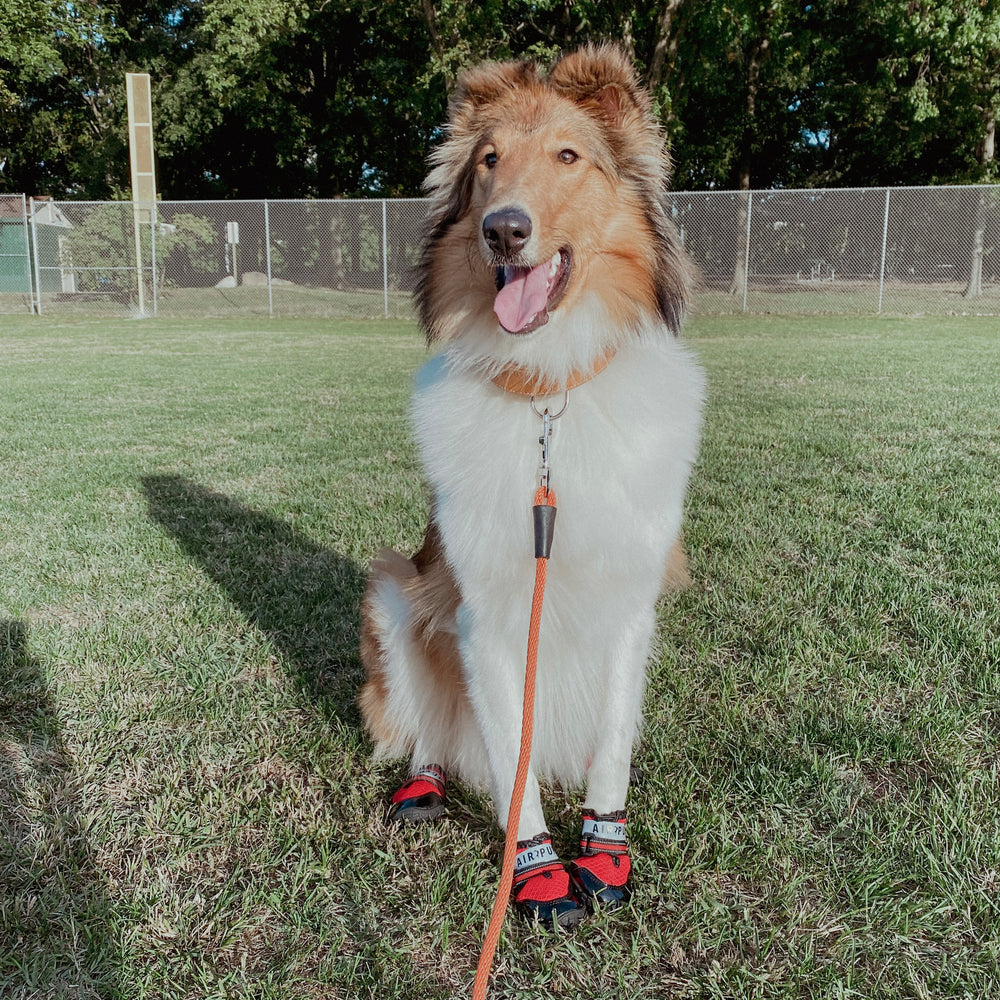 Air Pup’s Guide to How to Get Your Dog to Wear Boots