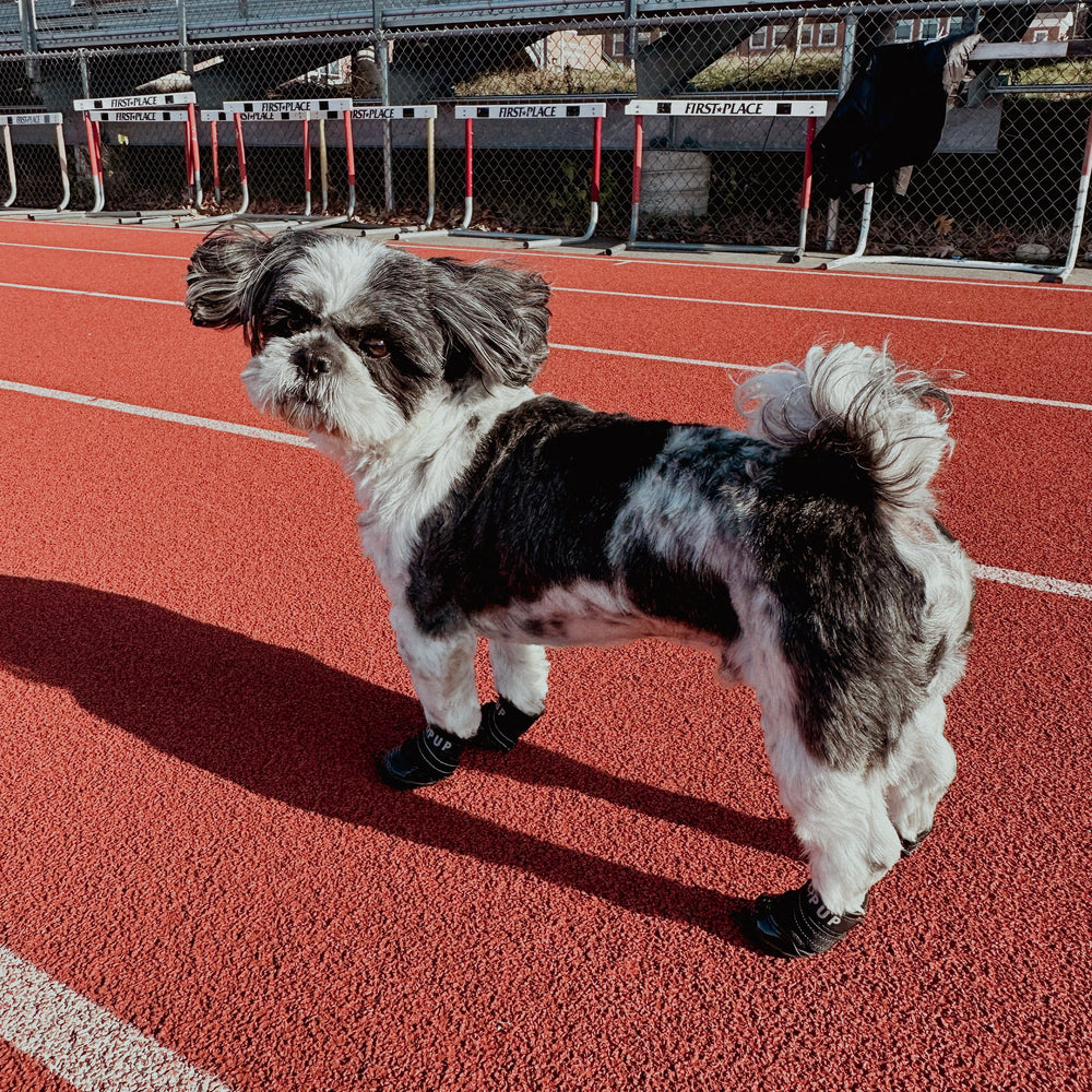 Dog Wearing Dog Shoes